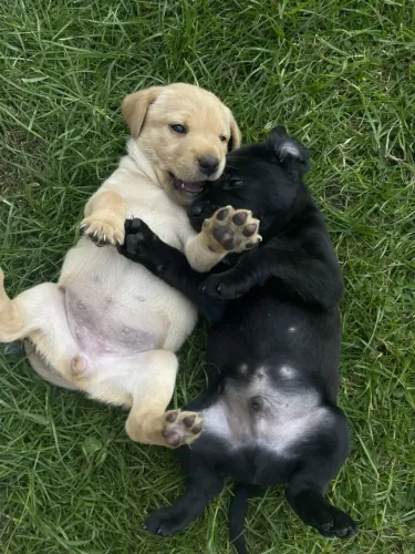 Labrador - Lealdade e amor definem essa raça incrível.