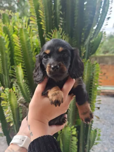 Dachshund Femea pelo longo
