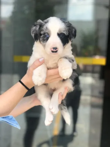 Border Collie de Alta Procedência com Garantia de Saúde