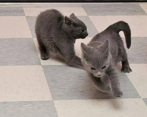 Chartreux 