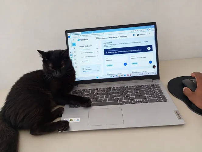 Doação de gato 