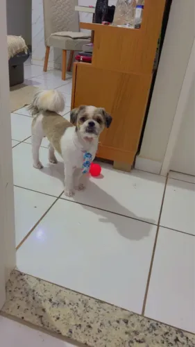 Vendo Shih Tzu Macho