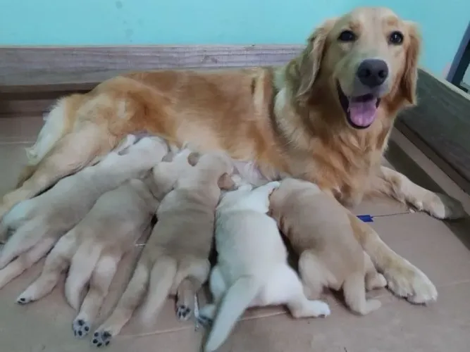 Doa-se Golden Retrivier