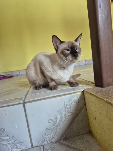 Gato Macho de 10 meses.