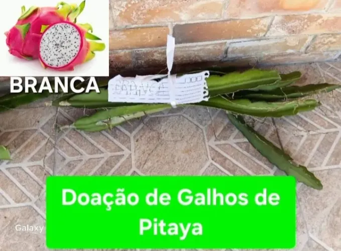 Galhos de Pitaya Branca