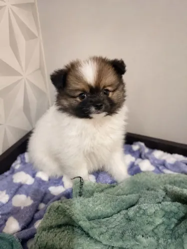 Filhote de Lulu da Pomerânia anão