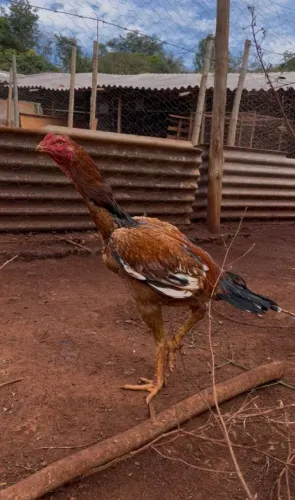 Frango índio shamo