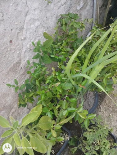 Vende -se um pé de pitanga frutífera