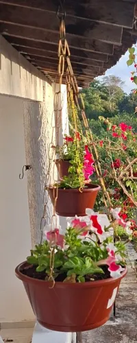 Mudas de petúnia no vaso