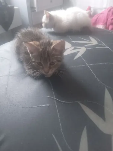 Gatinho de dois meses para adoção Responsável 