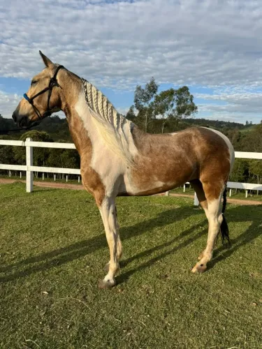 Cavalo pampa