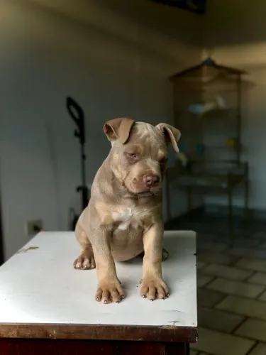 Pit monster 