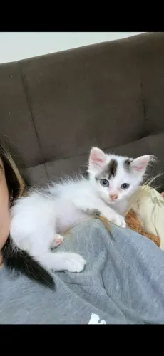 Gatinha 3 meses fêmea