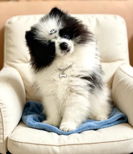 Spitz alemão macho