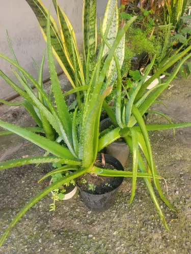 Lindas mudas de Aloe Vera(babosa)