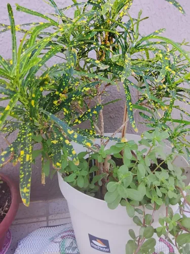 Planta 45 cm