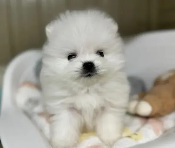 Cachorro Lulu da Pomerania semana começando com filhote encantador