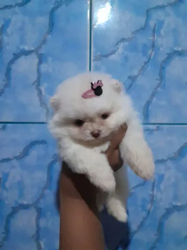 Lindas fêmeas de lulu pomerania anão ?