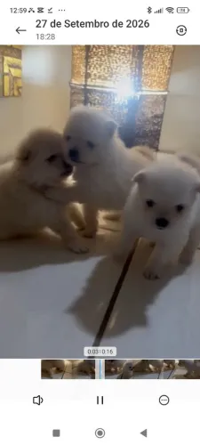 Filhotes lulu da Pomerânia 