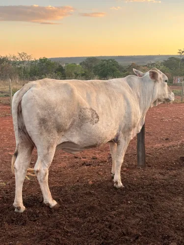 Vacas gordas e bezerro Nelore