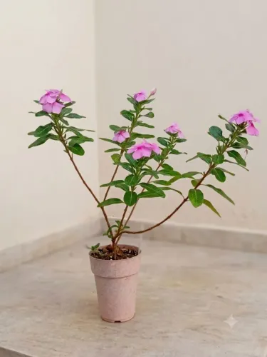Planta florida no vaso
