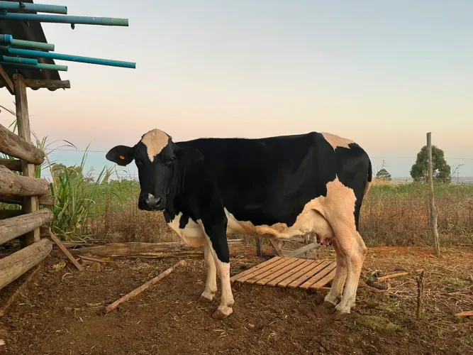 Vacas