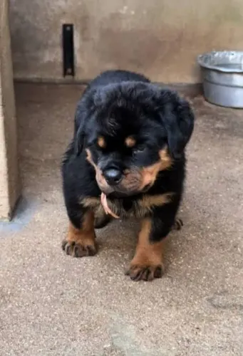 "VENDO LINDOS FILHOTES DE ROTTWEILER"