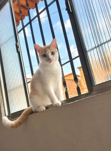Doa-se gato macho castrado