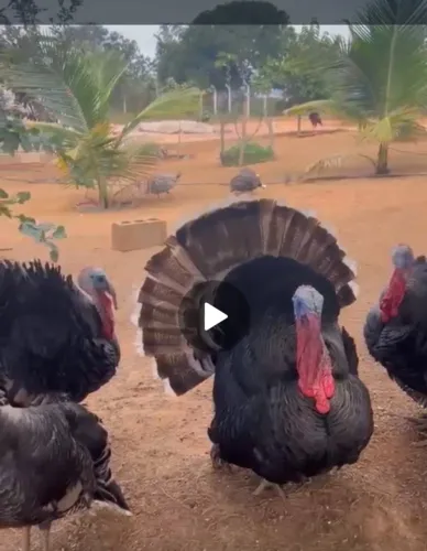 Vendo peru macho adulto