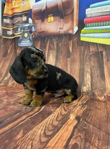 Basset Arlequim
