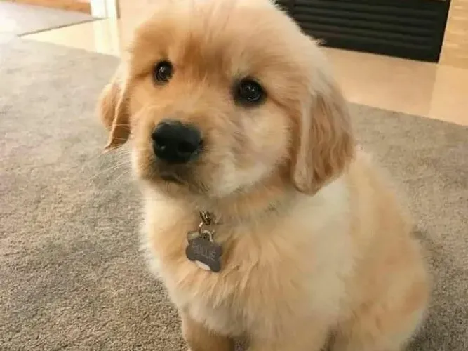 Golden Retriever Filhotes