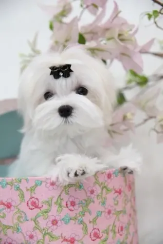 Maltês Pequeno Branco Macho - Companheiro Ideal Para Todas as Idades!