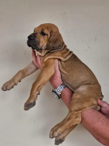 Fila brasileiro filhote.