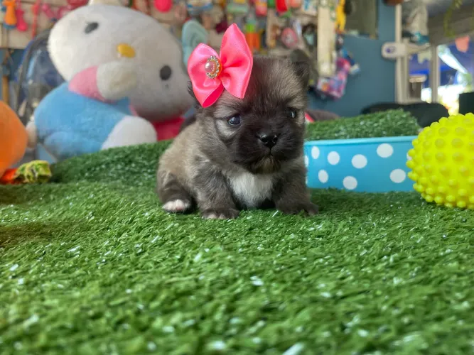 Spitz alemão fêmea na cor laranja anao !!$4.300,00