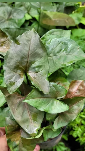 Syngonium Chocolate, Folhagens, Mudas ornamentais