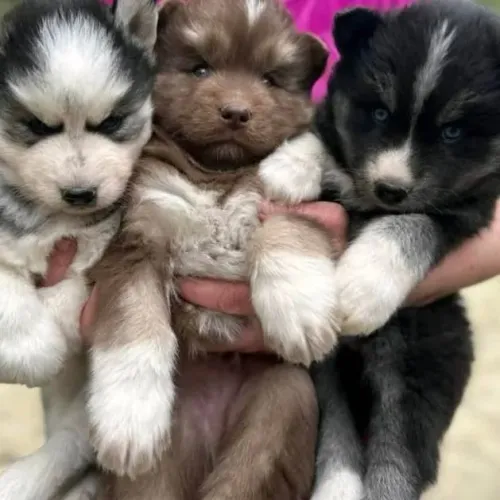 Filhotes de Husky Siberiano | Felicidade que não para de abanar o rabo!