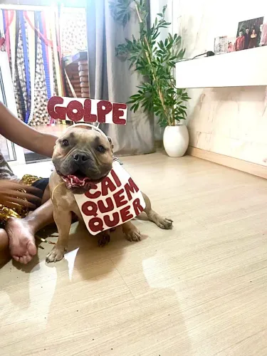 DOA-SE AMERICAN BULY