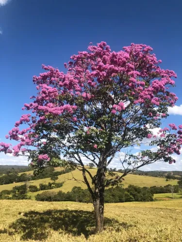 Fazenda 125 alqueires (15 milhões)