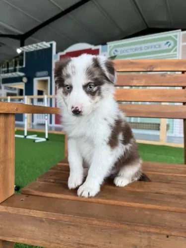 Border Collie: A Raça Mais Inteligente do Mundo Espera por Você