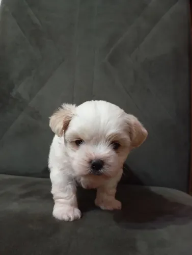 Filhote Lhasa Apso Fêmea