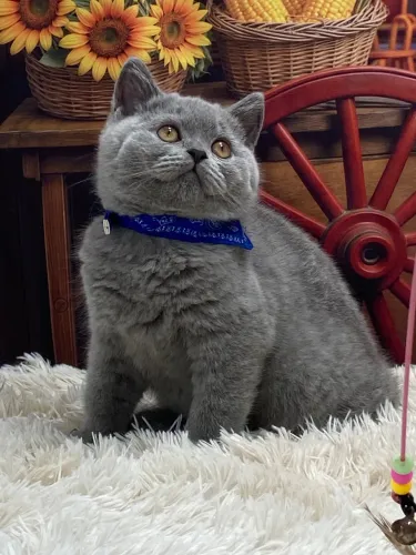 Filhotes de British Shorthair lindos 