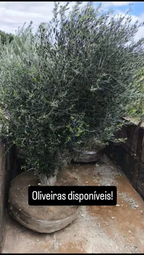 Oliveiras