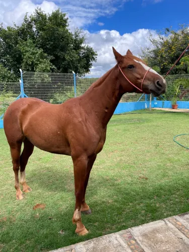 Égua Quarto de Milha