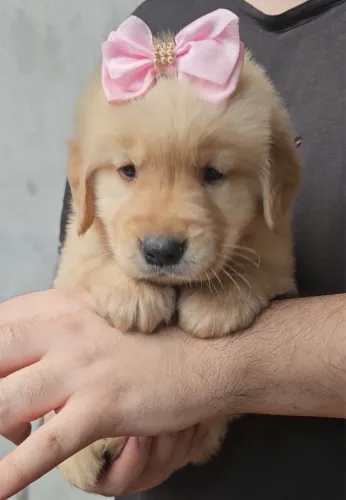 Filhotes de Golden retriever fêmea e macho 
