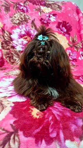 ShihTzu linhagem fígado 