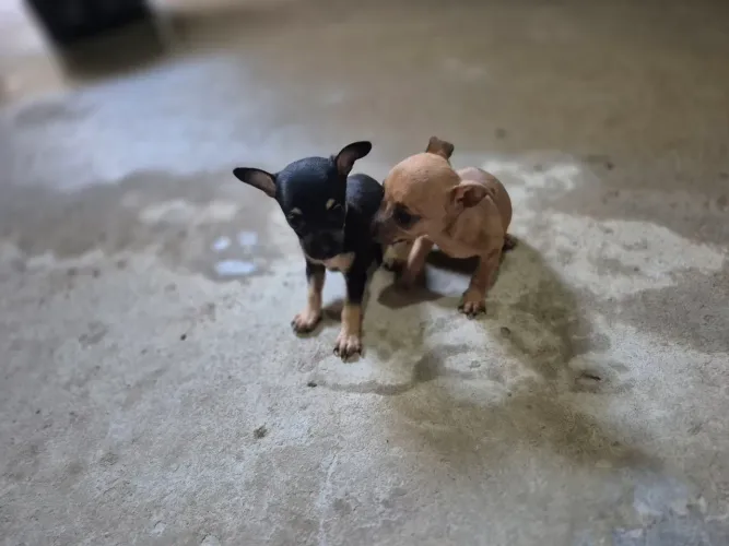 Vende-se cachorro pinscher 500 reais. Ja tem um mês disponível dois macho