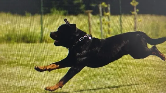 rottweiler femea com pedigree.