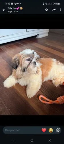Shih tzu