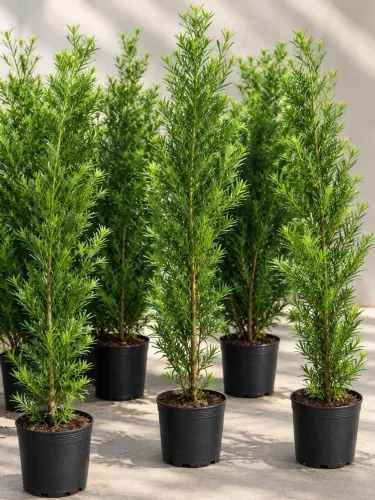 Podocarpo 1,20m a 1,50m No Vaso - Cerca Viva (Atacado e Varejo R$14)?