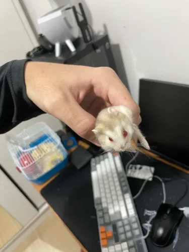 Hamster anão russo branco